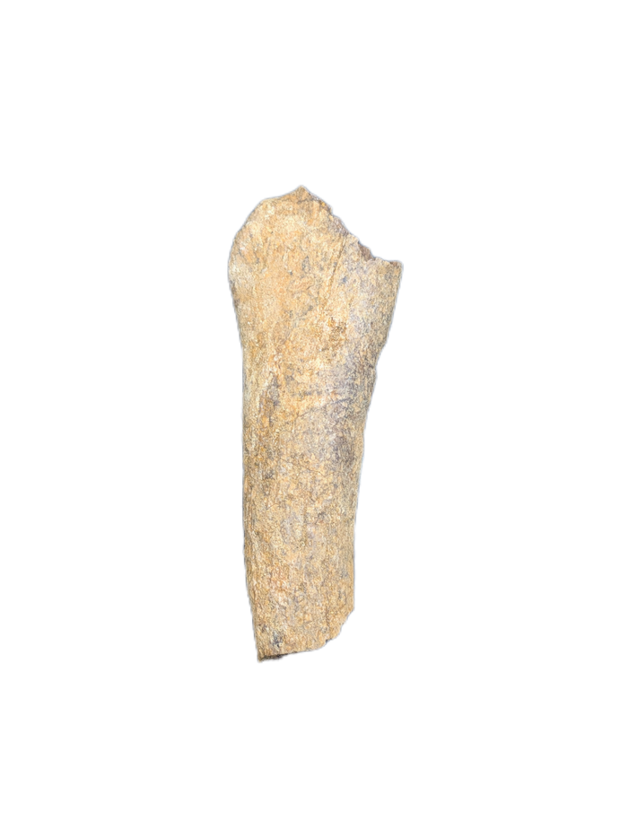 Partial Dinosaur Limb Bone