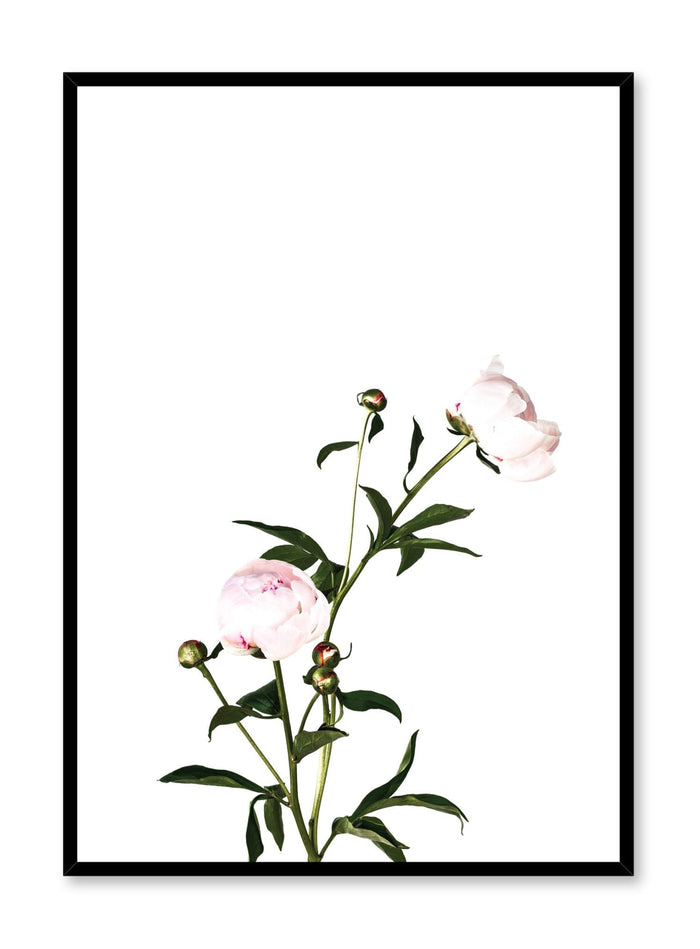 Scandinavian poster by Opposite Wall with trendy art photo of peonies - Romance