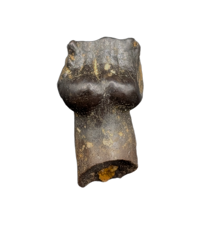 Rooted Ankylosaurus Tooth