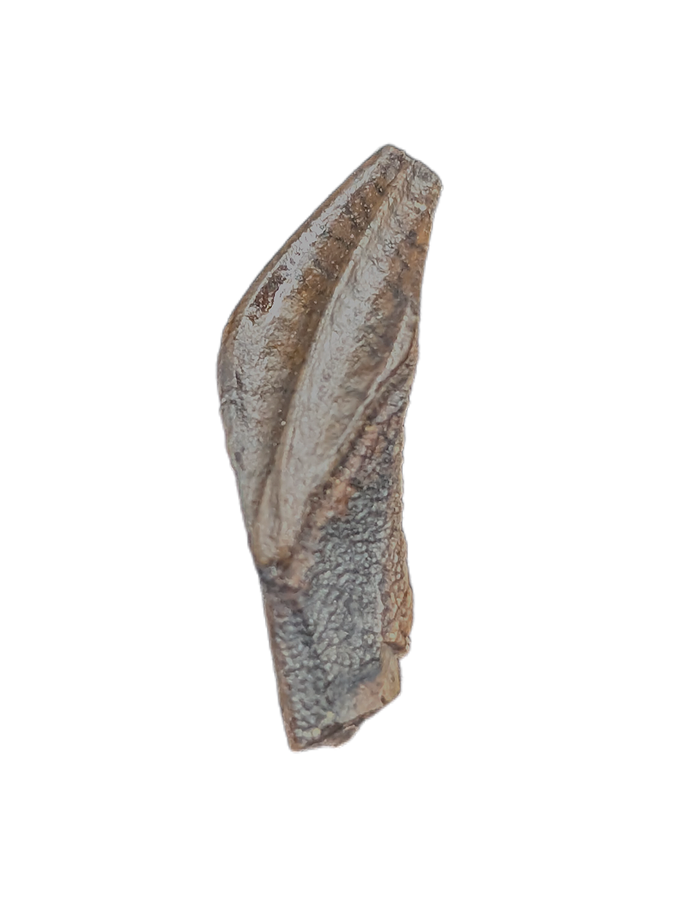 Rooted Edmontosaurus Tooth