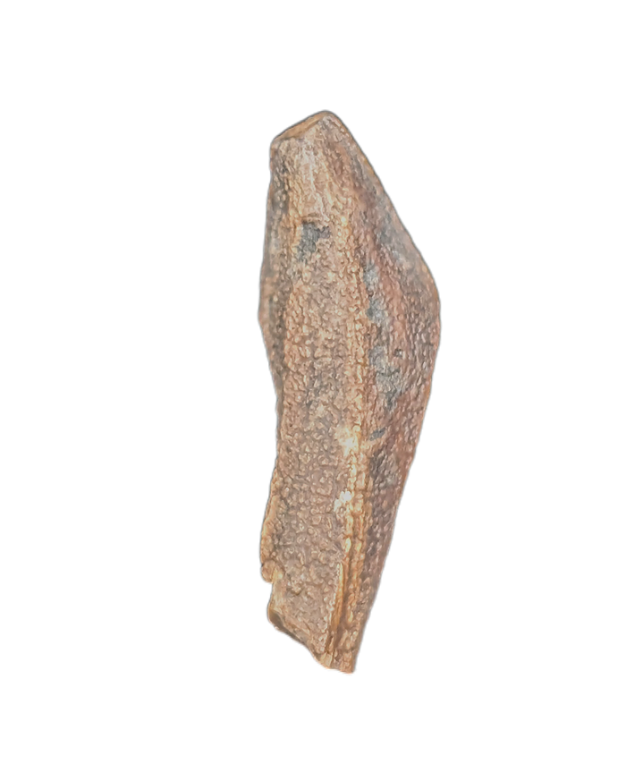 Rooted Edmontosaurus Tooth