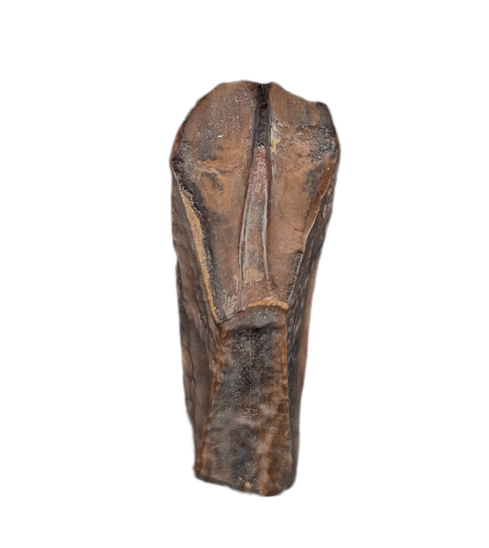 Rooted Hadrosauridae Tooth, Aguja Formation, Texas