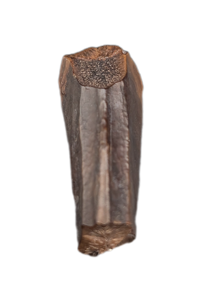 Rooted Hadrosauridae Tooth, Aguja Formation, Texas