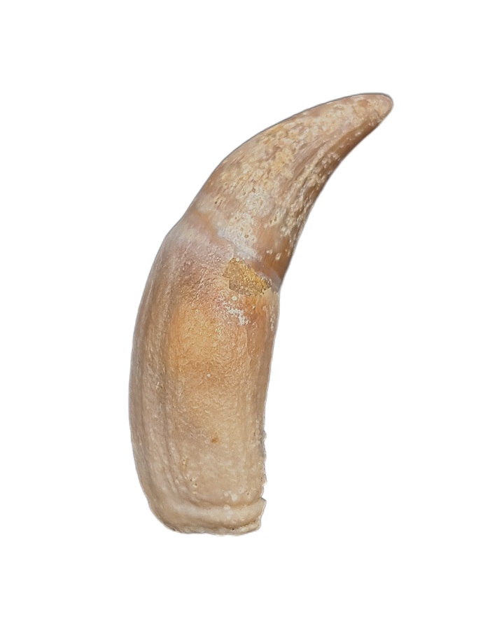 Rooted Mahajangasuchus Tooth