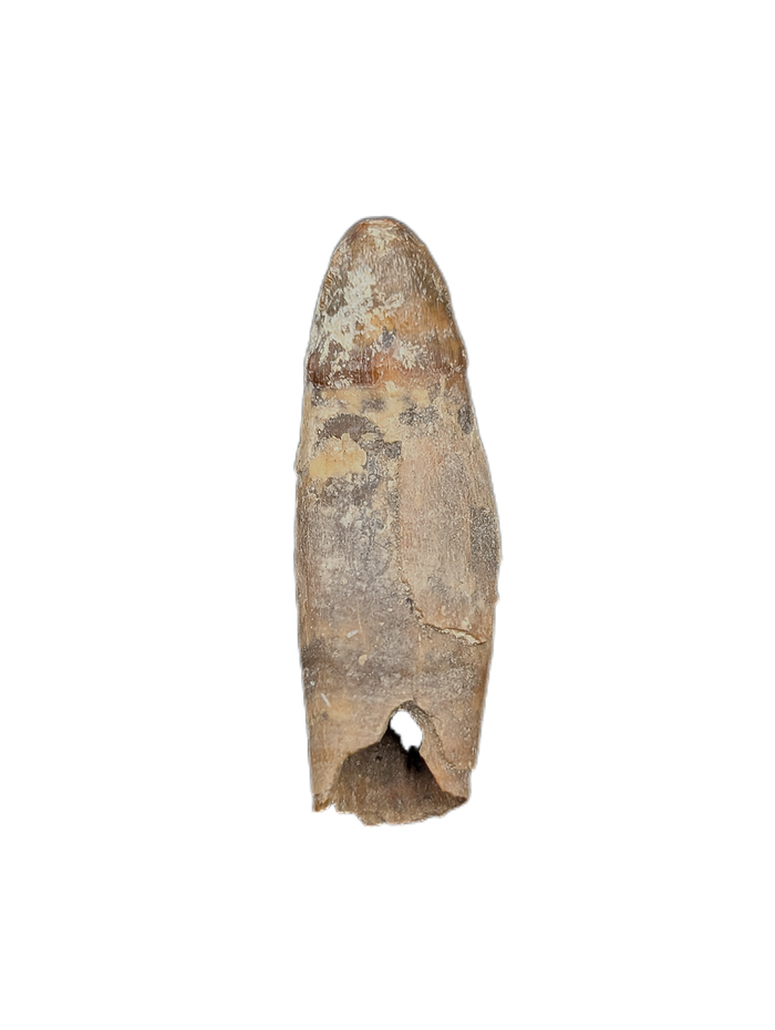Rooted Mahajangasuchus Tooth