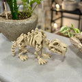 Sabertooth Skeleton
