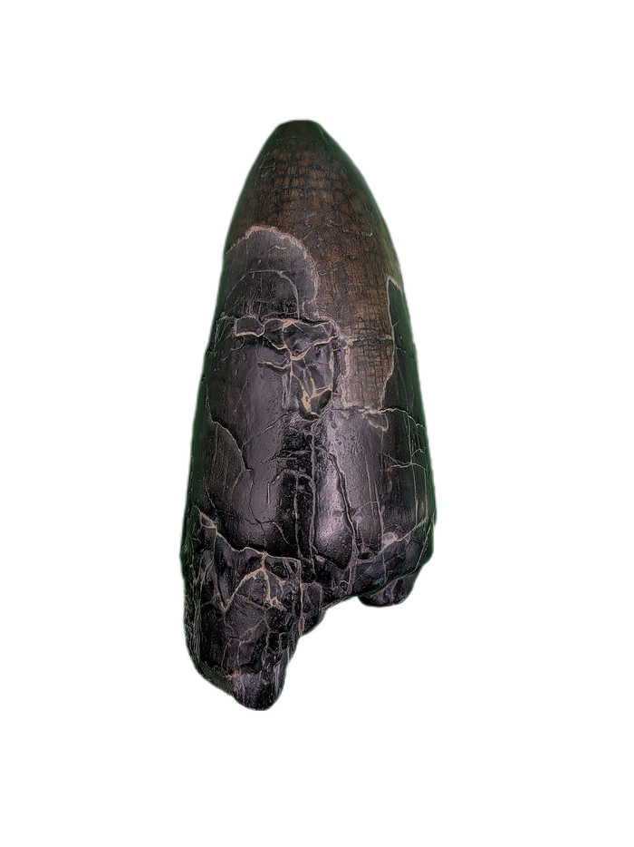 Sarcosuchus Tooth, Giant Crocodile, Niger