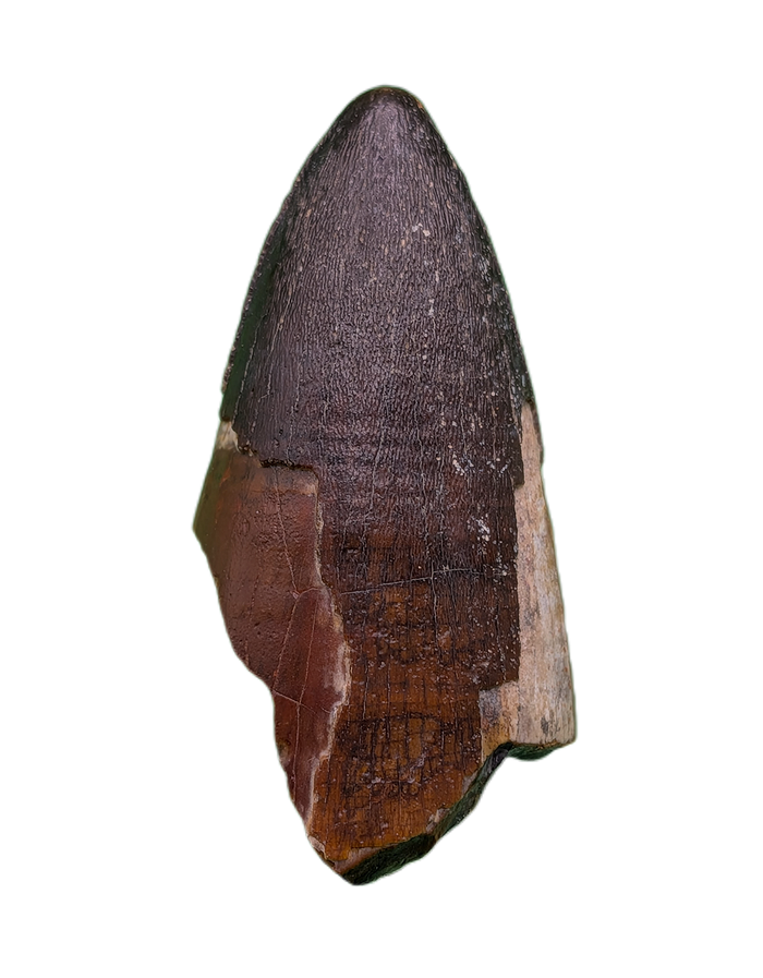 Sarcosuchus Tooth, Giant Crocodile, Niger