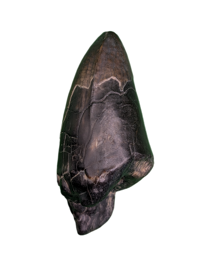 Sarcosuchus Tooth, Giant Crocodile, Niger
