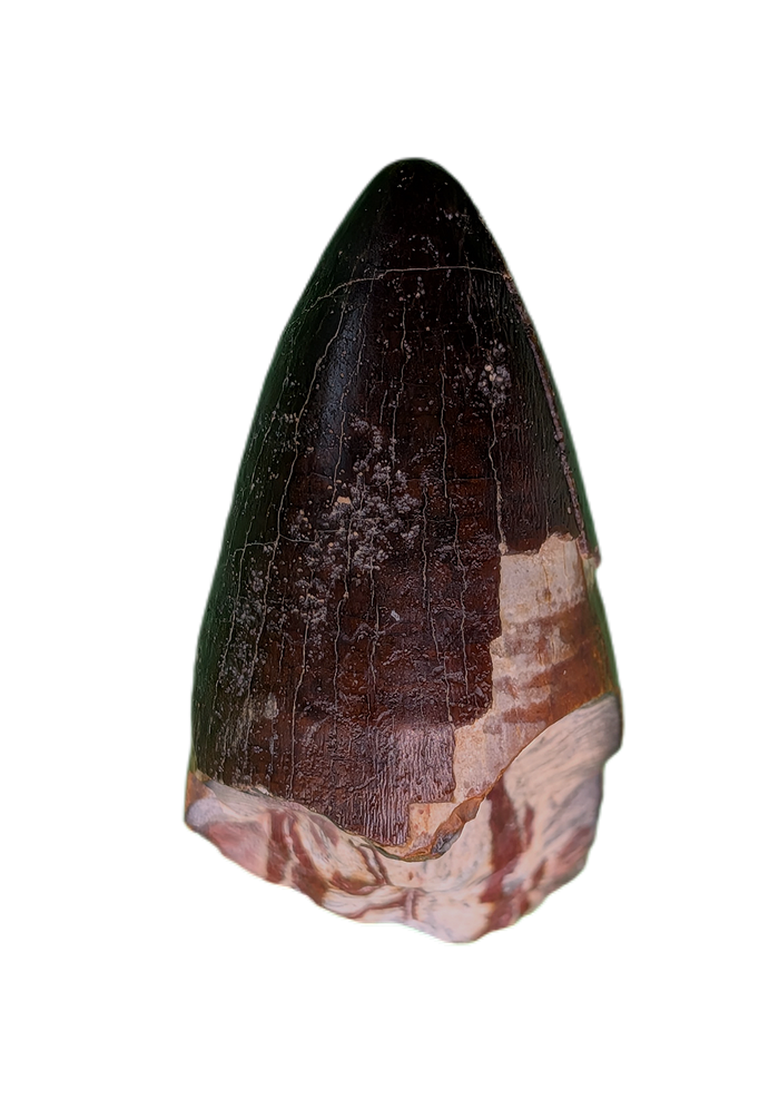 Sarcosuchus Tooth, Giant Crocodile, Niger
