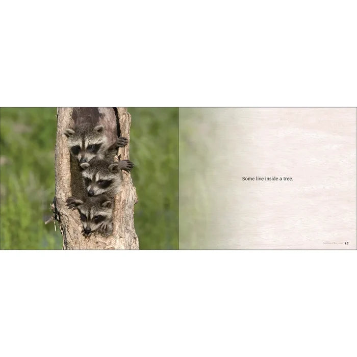 Two page spread from Some Babies Are Wild showing three raccoon cubs clinging to a tree on the left and the words Some live inside a tree on the right.