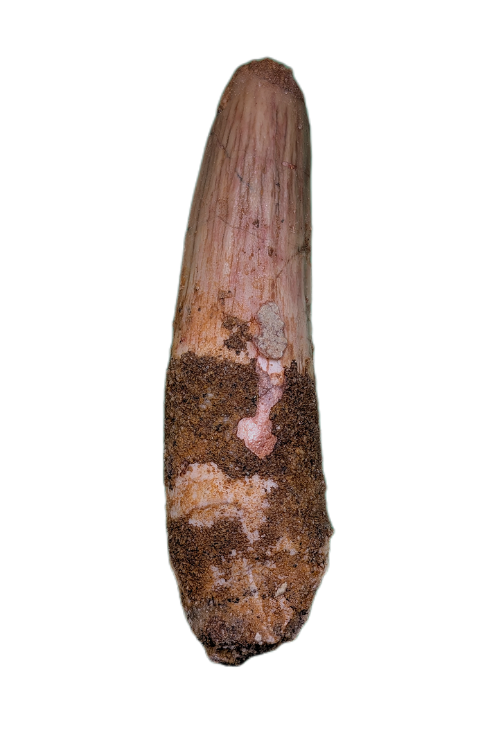Spinosaurus Tooth