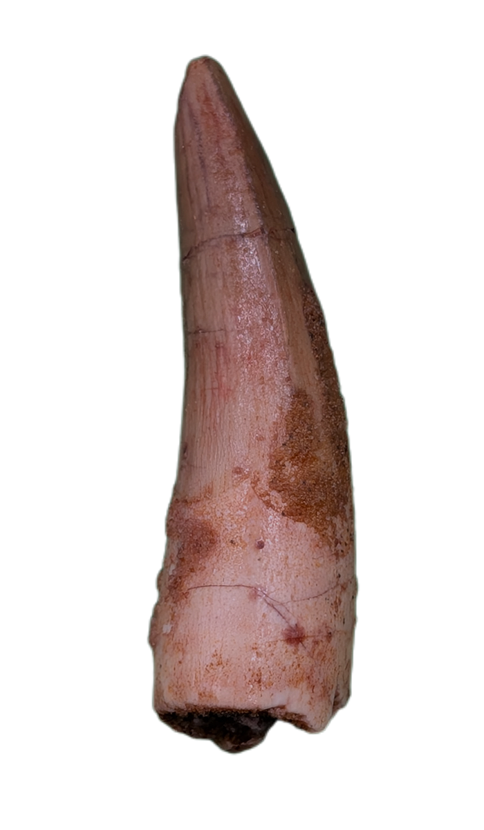 Spinosaurus Tooth