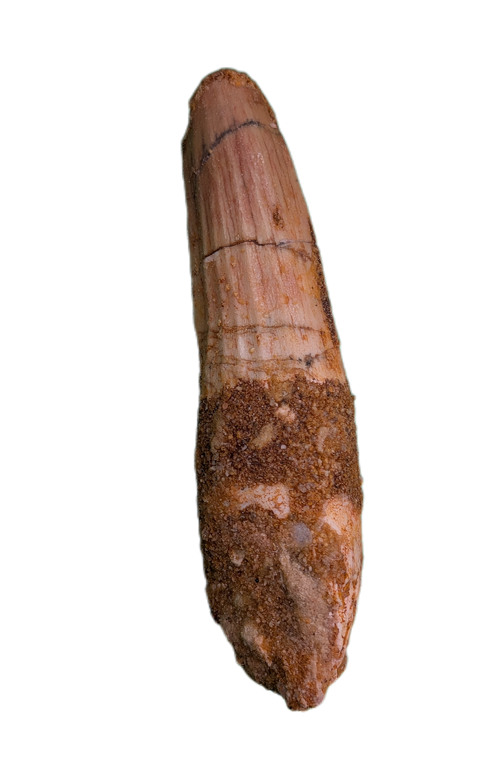 Spinosaurus Tooth