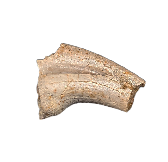 Theropod Hand Claw, Hell Creek Formation
