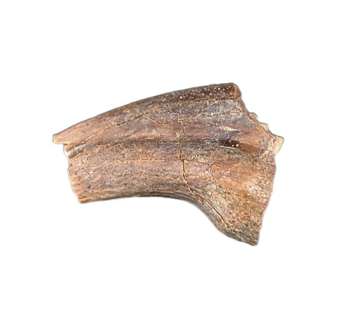 Theropod Hand Claw, Hell Creek Formation