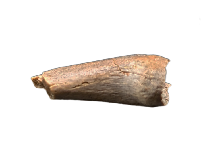 Theropod Hand Claw, Hell Creek Formation