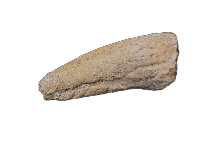Turtle Claw