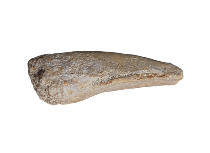 Turtle Claw