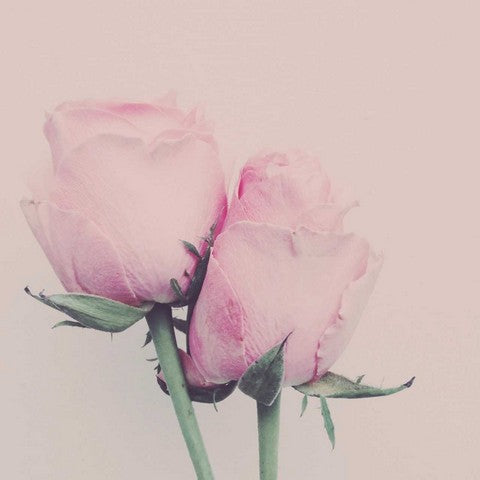 Flower image | Karen Tonna | Print Decor